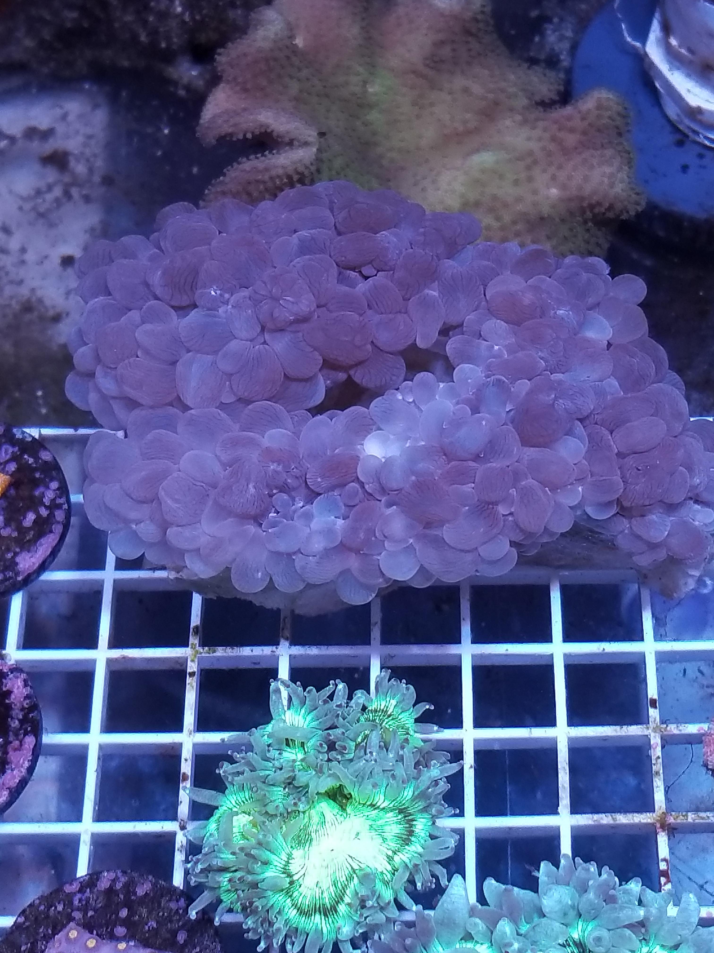 2 Bubble Coral For Sale – Live Goods For Sale/Trade – DFWMAS Forum