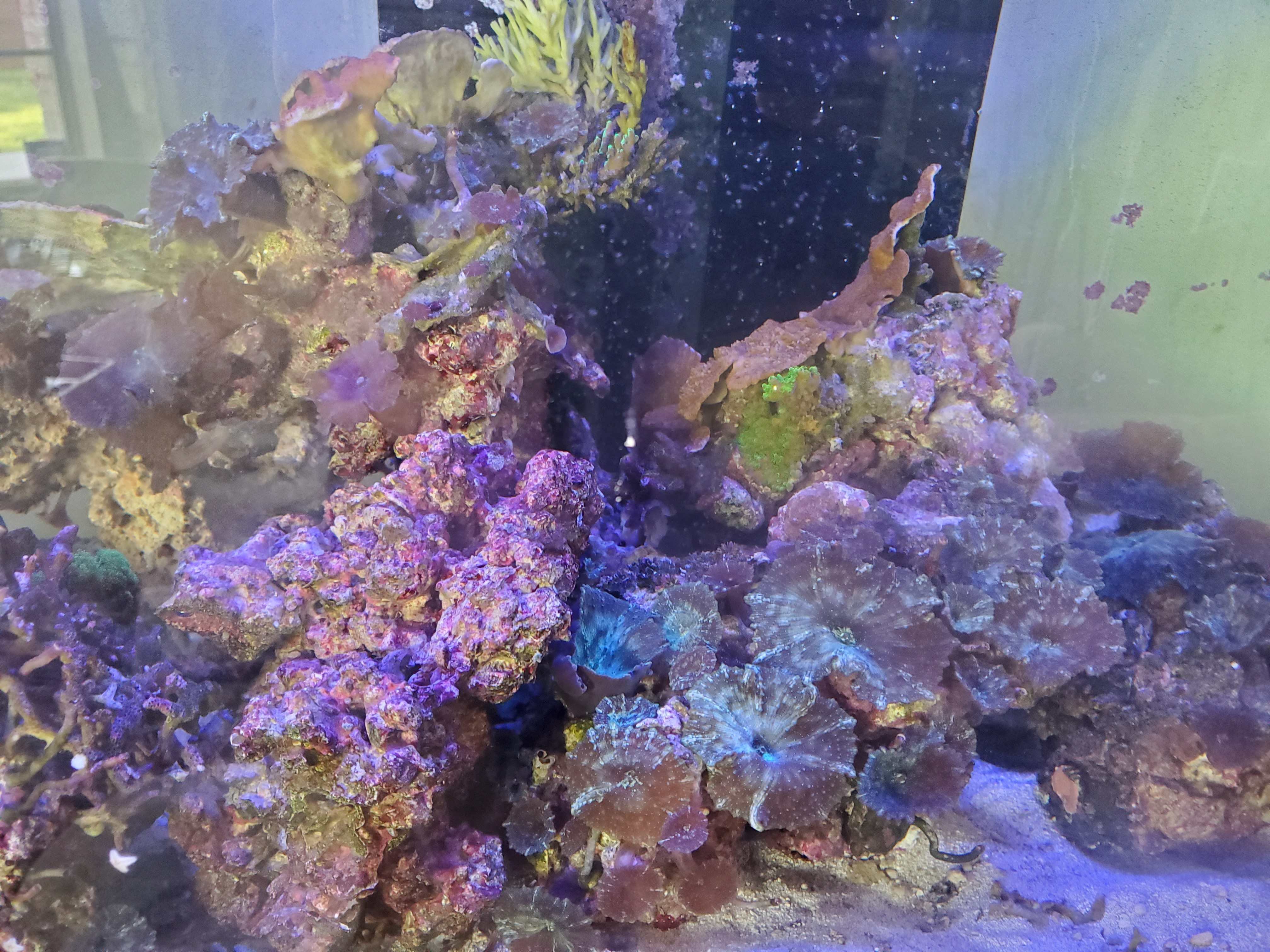 70+ lbs Live Rock & Attached corals $150 for all – Live Goods For Sale ...