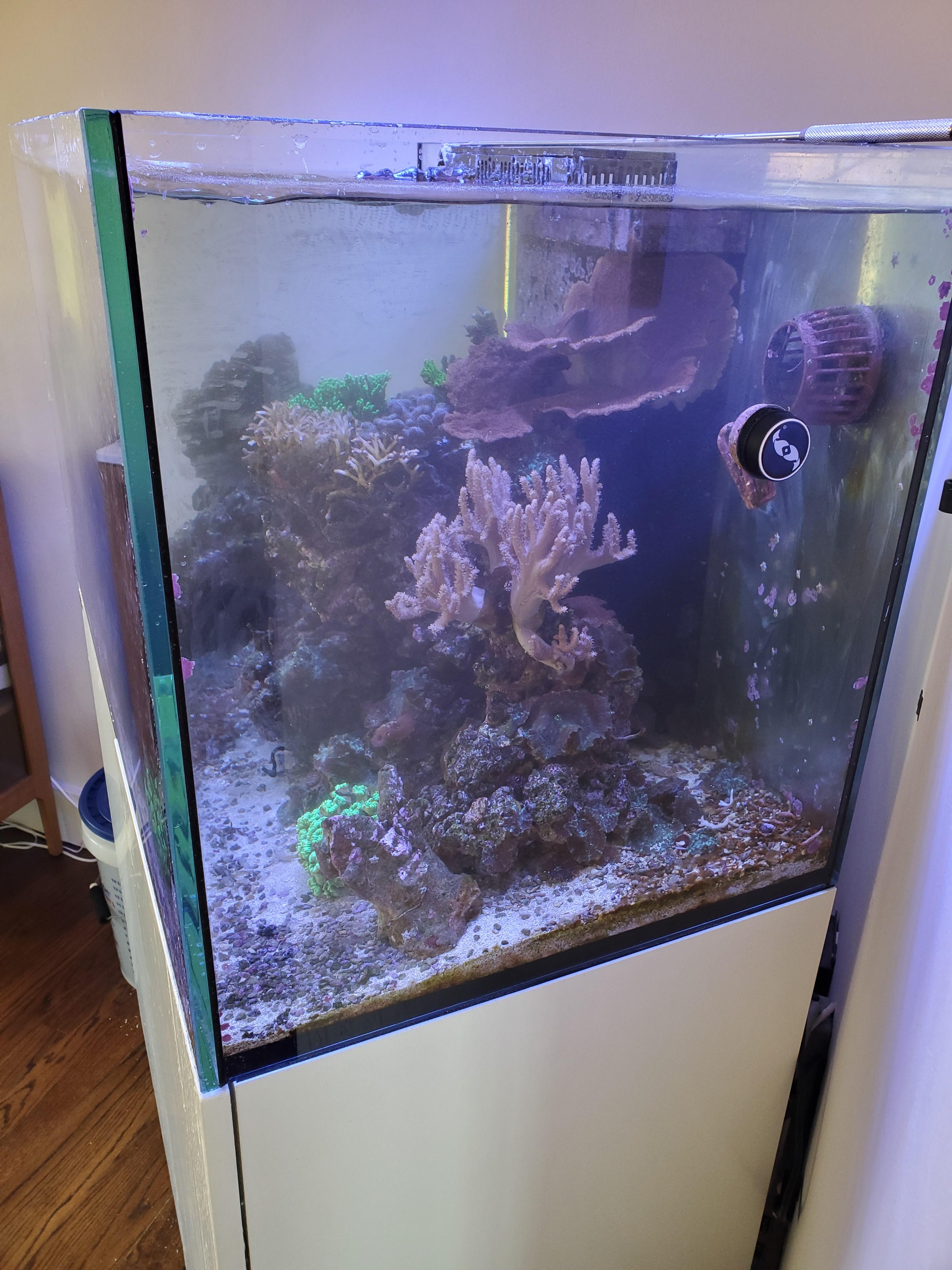 Entire Redsea Reefer 250 Setup 00 Live Goods For Sale Trade Dfwmas Forum