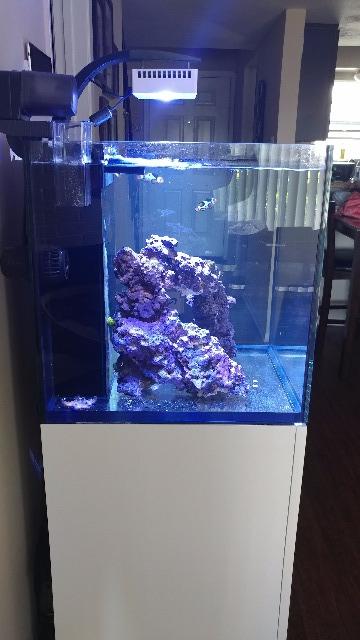 Full Setup Red Sea Reefer Nano Bonded Picasso Clowns Apex Mp10qd Live Goods For Sale Trade Dfwmas Forum