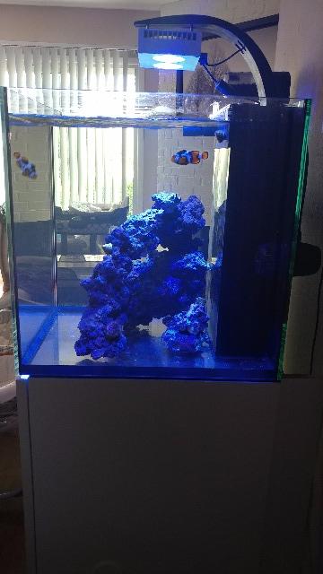 Full Setup Red Sea Reefer Nano Bonded Picasso Clowns Apex Mp10qd Live Goods For Sale Trade Dfwmas Forum