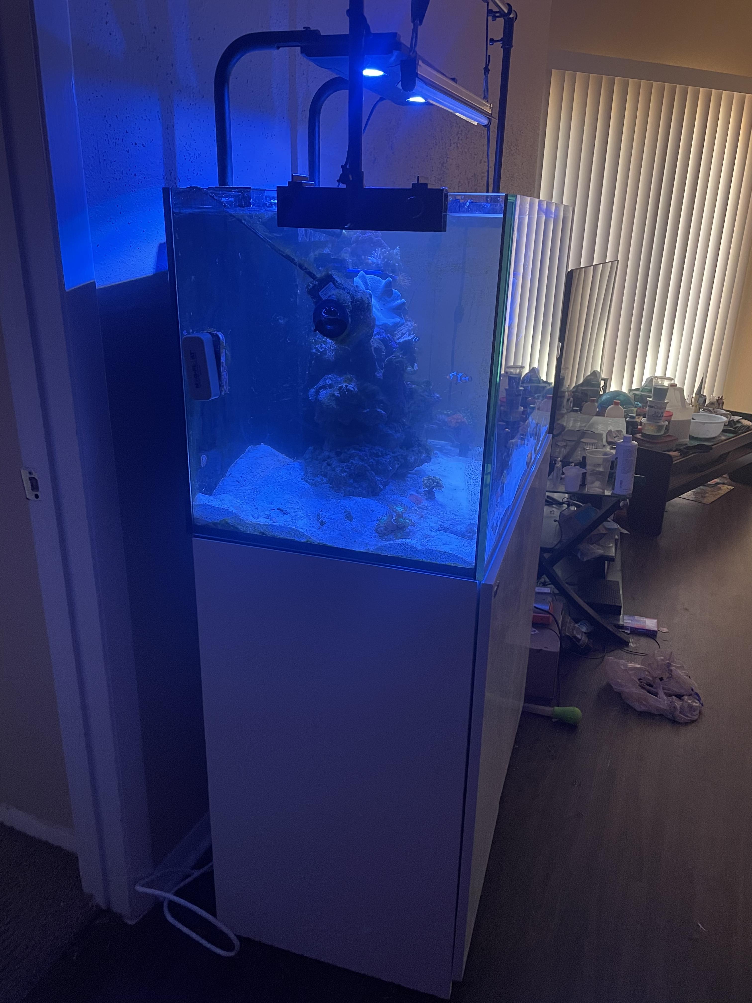 Red Sea Reefer 250 Kessil Ap700 And Inhabitants Live Goods For Sale Trade Dfwmas Forum