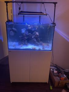 Red Sea Reefer 250 Kessil Ap700 And Inhabitants Live Goods For Sale Trade Dfwmas Forum